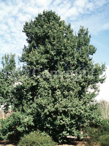 Brown blooms; Evergreen; Needles or needle-like leaf; North American Native