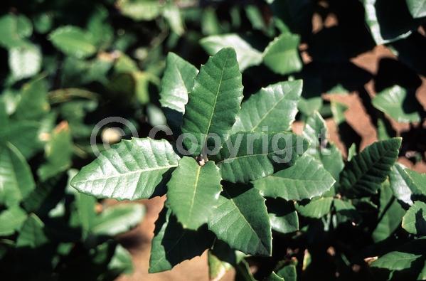 Brown blooms; Evergreen; Needles or needle-like leaf; North American Native