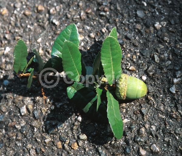 Brown blooms; Evergreen; Needles or needle-like leaf; North American Native