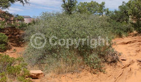 North American Native