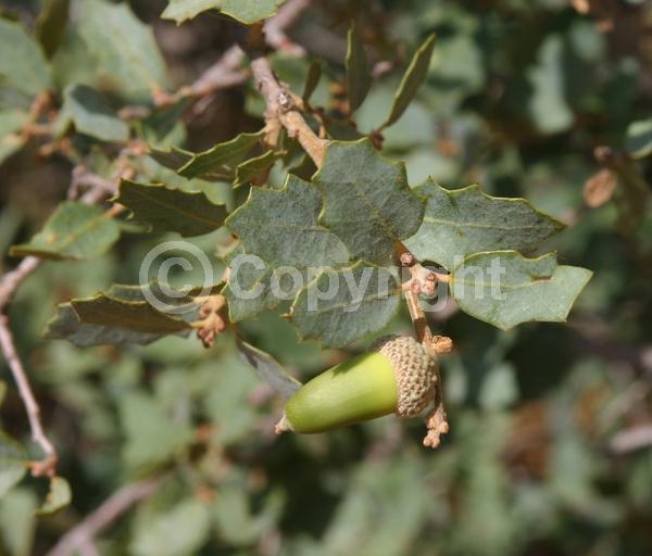 North American Native