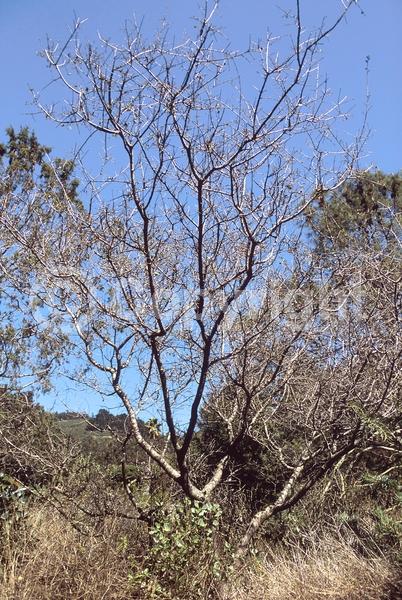 North American Native