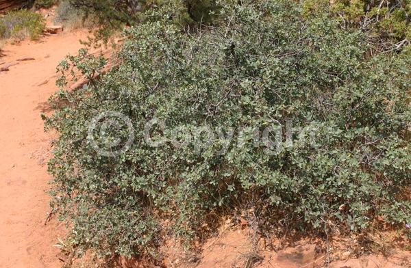 North American Native