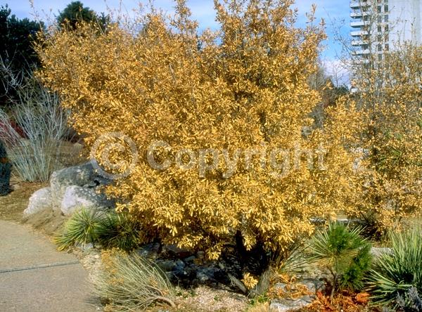 Brown blooms; Deciduous; Broadleaf; North American Native