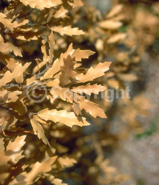 Brown blooms; Deciduous; Broadleaf; North American Native