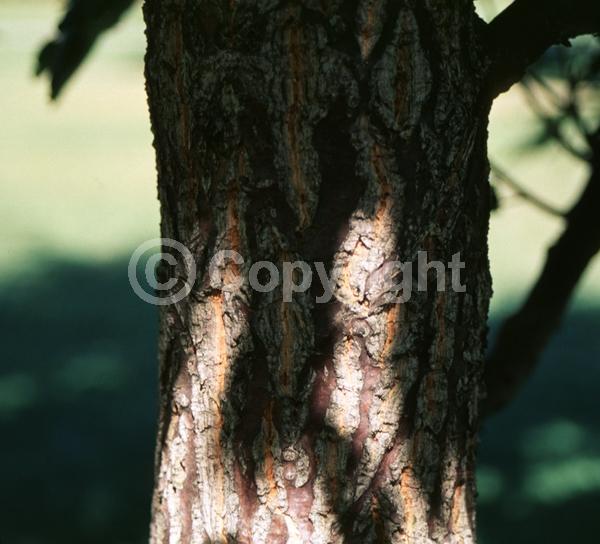 Yellow blooms; Deciduous