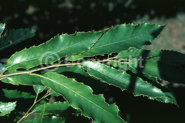 Yellow blooms; Deciduous