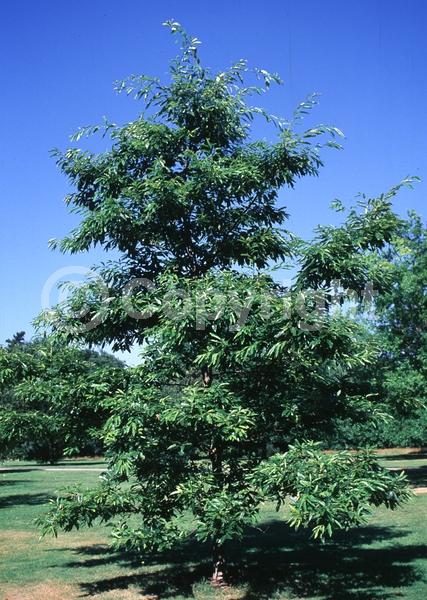 Yellow blooms; Deciduous