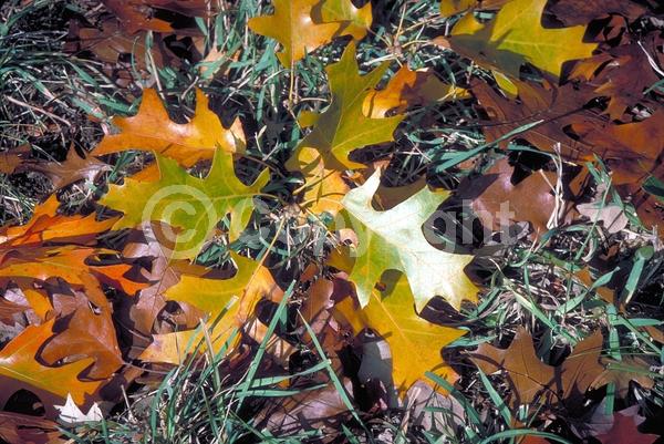 Brown blooms; Deciduous; Broadleaf; North American Native