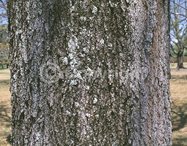 Brown blooms; Deciduous; Broadleaf; North American Native