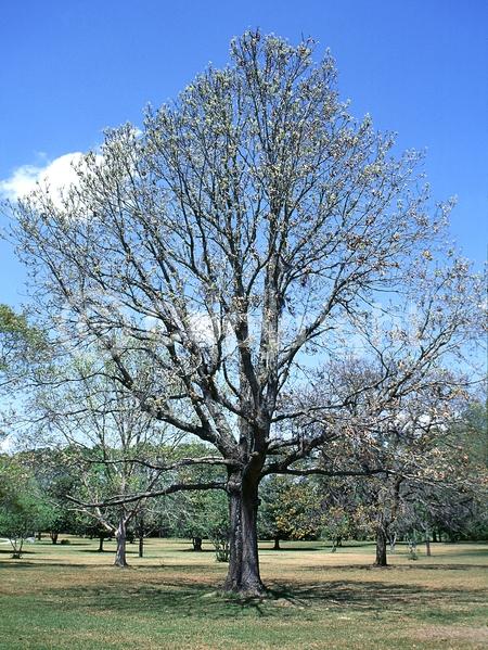Brown blooms; Deciduous; Broadleaf; North American Native