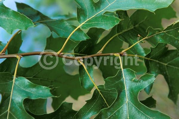 Brown blooms; Deciduous; Broadleaf; North American Native
