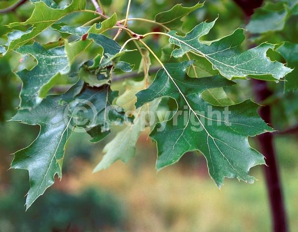 Brown blooms; Deciduous; Broadleaf; North American Native