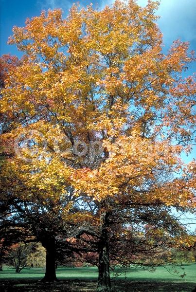 Brown blooms; Deciduous; Broadleaf; North American Native