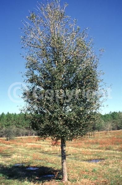 Brown blooms; Evergreen; Semi-evergreen; Broadleaf; North American Native