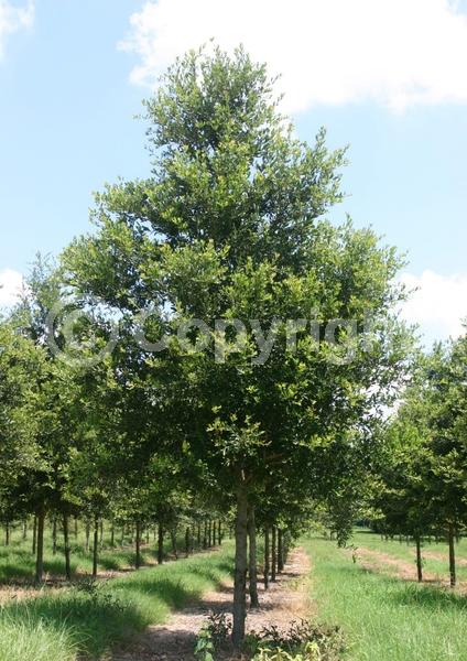 Brown blooms; Evergreen; Semi-evergreen; Broadleaf; North American Native
