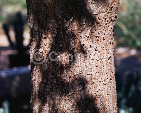 Brown blooms; Evergreen; Semi-evergreen; Broadleaf