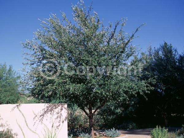 Brown blooms; Evergreen; Semi-evergreen; Broadleaf