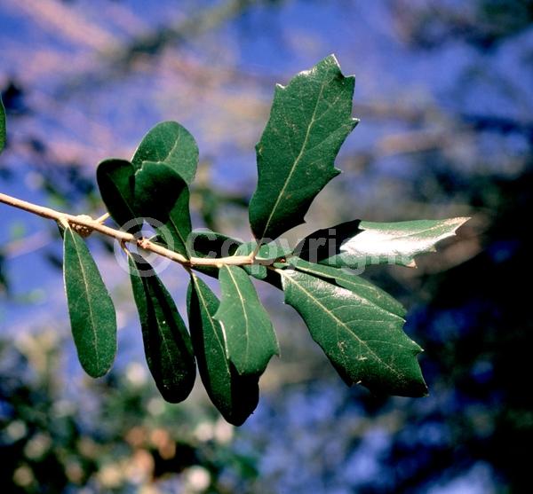Brown blooms; Evergreen; Semi-evergreen; Broadleaf