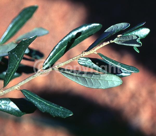Brown blooms; Evergreen; Semi-evergreen; Broadleaf