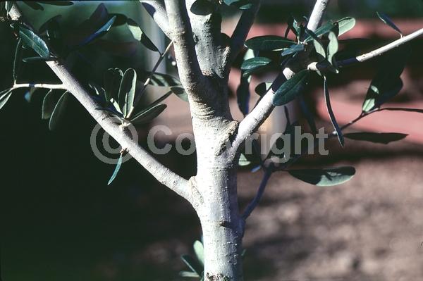 Brown blooms; Evergreen; Semi-evergreen; Broadleaf
