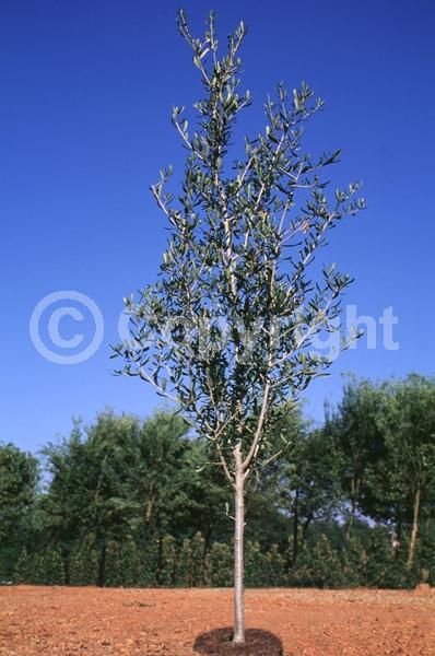 Brown blooms; Evergreen; Semi-evergreen; Broadleaf