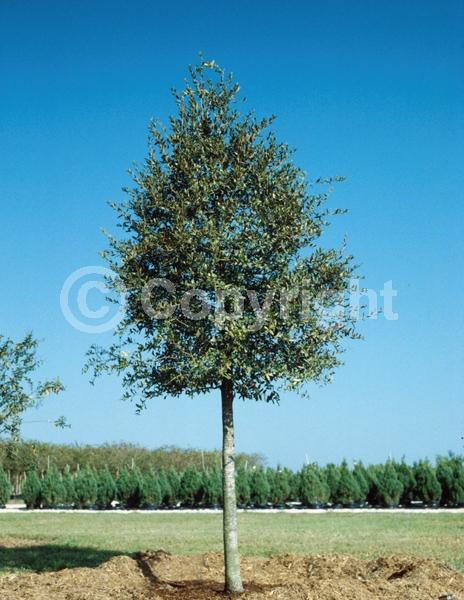 Brown blooms; Evergreen; Semi-evergreen; Broadleaf