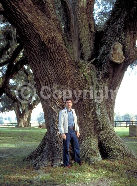 Brown blooms; Evergreen; Semi-evergreen; Broadleaf; North American Native