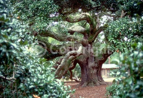 Brown blooms; Evergreen; Semi-evergreen; Broadleaf; North American Native