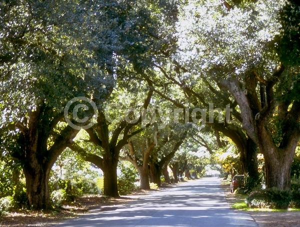 Brown blooms; Evergreen; Semi-evergreen; Broadleaf; North American Native