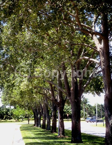 Brown blooms; Evergreen; Semi-evergreen; Broadleaf; North American Native