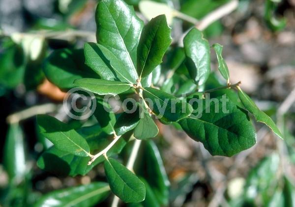 Brown blooms; Evergreen; Semi-evergreen; Broadleaf; North American Native
