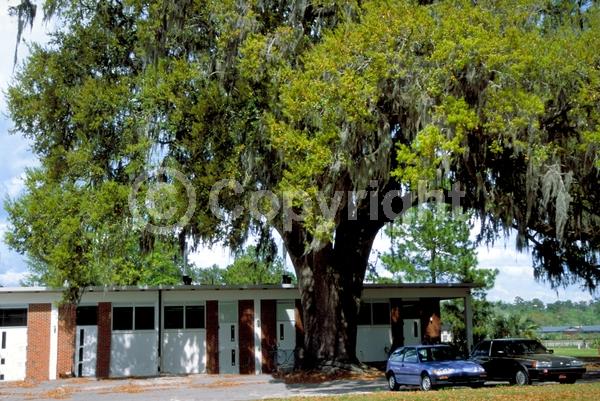 Brown blooms; Evergreen; Semi-evergreen; Broadleaf; North American Native