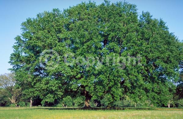 Brown blooms; Evergreen; Semi-evergreen; Broadleaf; North American Native