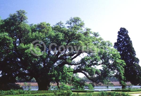 Brown blooms; Evergreen; Semi-evergreen; Broadleaf; North American Native