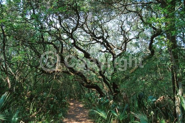 Brown blooms; Evergreen; Semi-evergreen; Broadleaf; North American Native