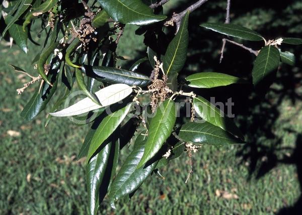 Brown blooms; Evergreen; Semi-evergreen; Broadleaf; North American Native