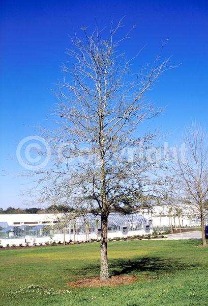 Brown blooms; Evergreen; Semi-evergreen; Broadleaf; North American Native
