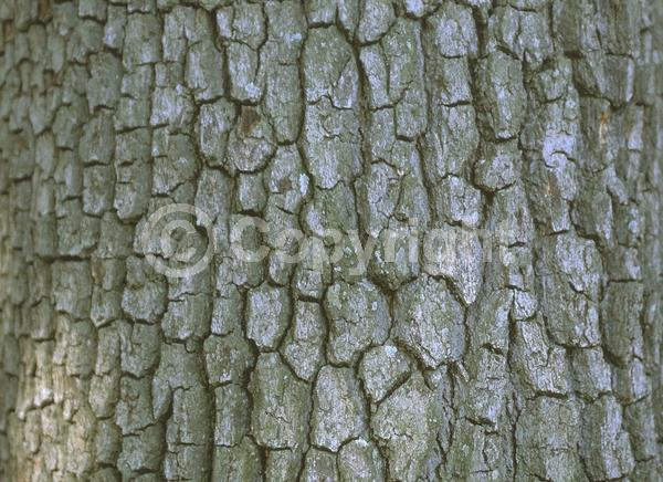 Brown blooms; Evergreen; Semi-evergreen; Broadleaf; North American Native