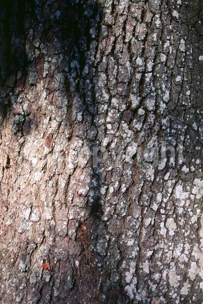 Brown blooms; Evergreen; Semi-evergreen; Broadleaf; North American Native