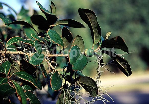 Brown blooms; Evergreen; Semi-evergreen; Broadleaf; North American Native