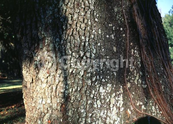 Brown blooms; Evergreen; Semi-evergreen; Broadleaf; North American Native