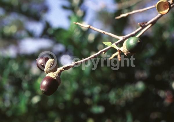 Brown blooms; Evergreen; Semi-evergreen; Broadleaf; North American Native
