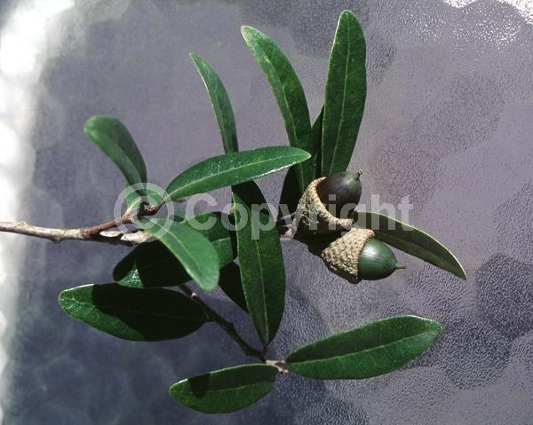 Brown blooms; Evergreen; Semi-evergreen; Broadleaf; North American Native