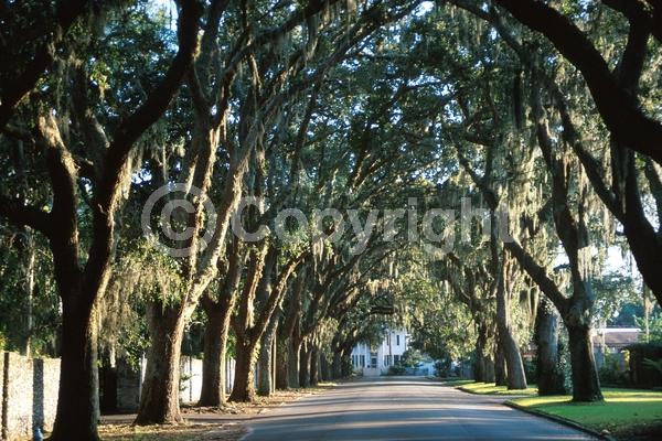 Brown blooms; Evergreen; Semi-evergreen; Broadleaf; North American Native