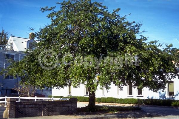 Brown blooms; Evergreen; Semi-evergreen; Broadleaf; North American Native