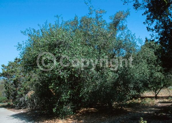 Brown blooms; Evergreen; Needles or needle-like leaf; North American Native