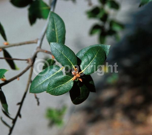 Brown blooms; Evergreen; Needles or needle-like leaf; North American Native