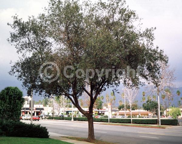 Brown blooms; Evergreen; Needles or needle-like leaf; North American Native