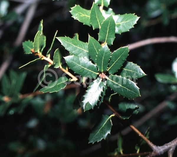 Brown blooms; Evergreen; Needles or needle-like leaf; North American Native